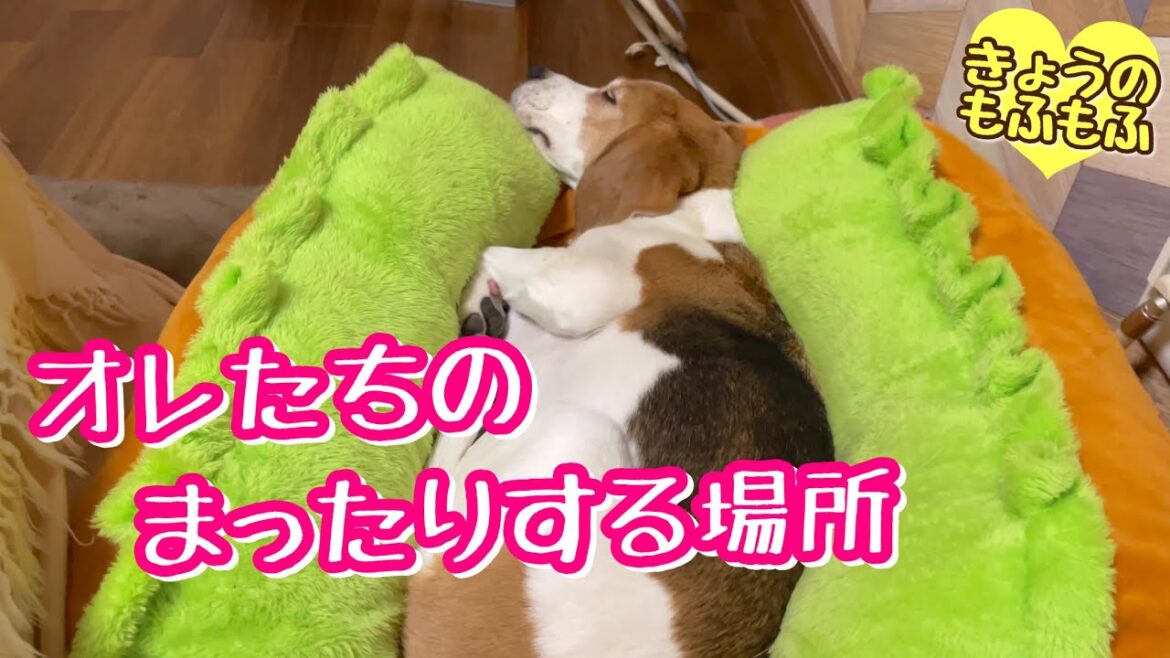 かわいいもふず、それぞれの場所でまったり【ビーグルさつきとポメと猫】 かわいいもふず、それぞれの場所でまったり【ビーグルさつきとポメと猫】