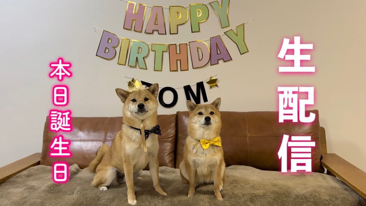 【🔴生配信】富くん本日３歳になりました🎂！