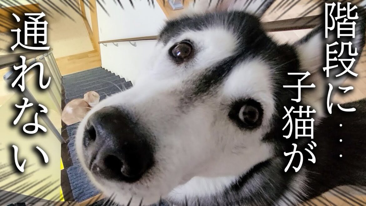 階段を降りようとしたら子猫が寝てた時のハスキー犬の神対応がこちら...