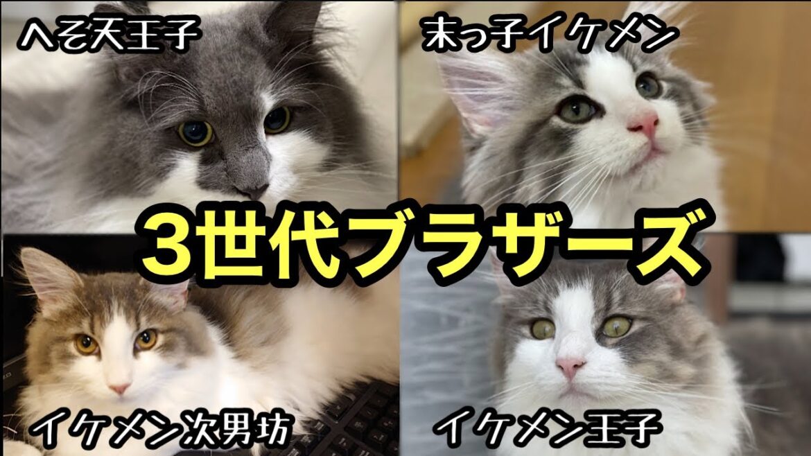 【ノルウェージャンフォレストキャット子猫】3世代の兄弟が集結しました。リチャードを探せ！！