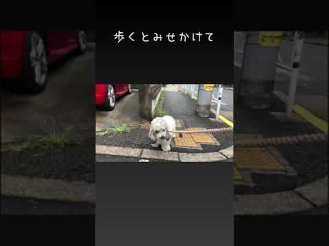 お散歩やだ!やだ!必殺技を使って帰ろうとするお犬様🐶 お散歩やだ!やだ!必殺技を使って帰ろうとするお犬様🐶