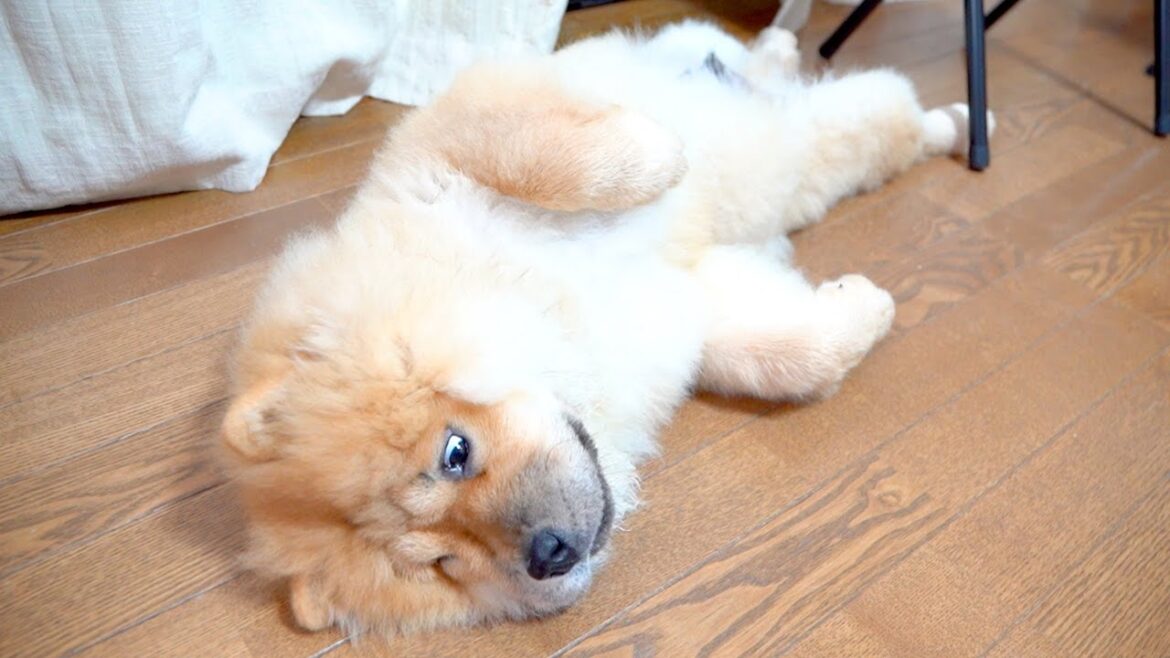 【違う、そうじゃない】生後4ヶ月のチャウチャウ犬の寝かしつけ