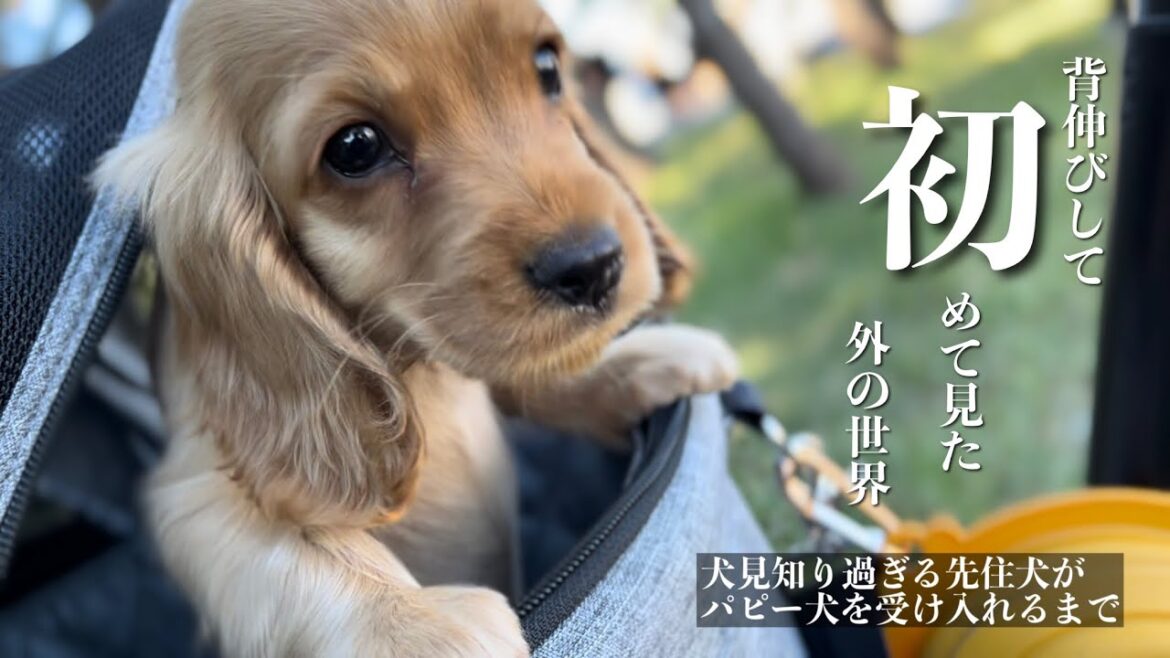 【犬見知り過ぎる先住犬がパピー犬を受け入れるまで#５】背伸びして初めて見た外の世界　イングリッシュコッカースパニエル「みみ」の気持ち