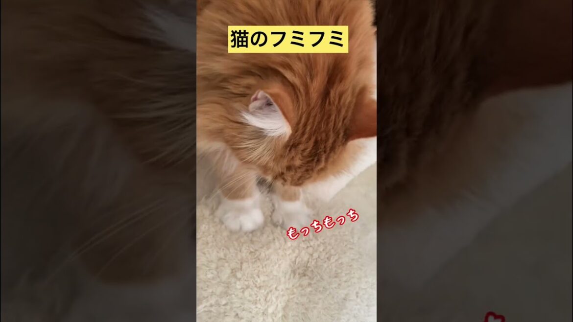 【メインクーン】猫のふみふみ #メインクーン #猫カフェ #かわいい猫 #茶トラ #ふみふみ