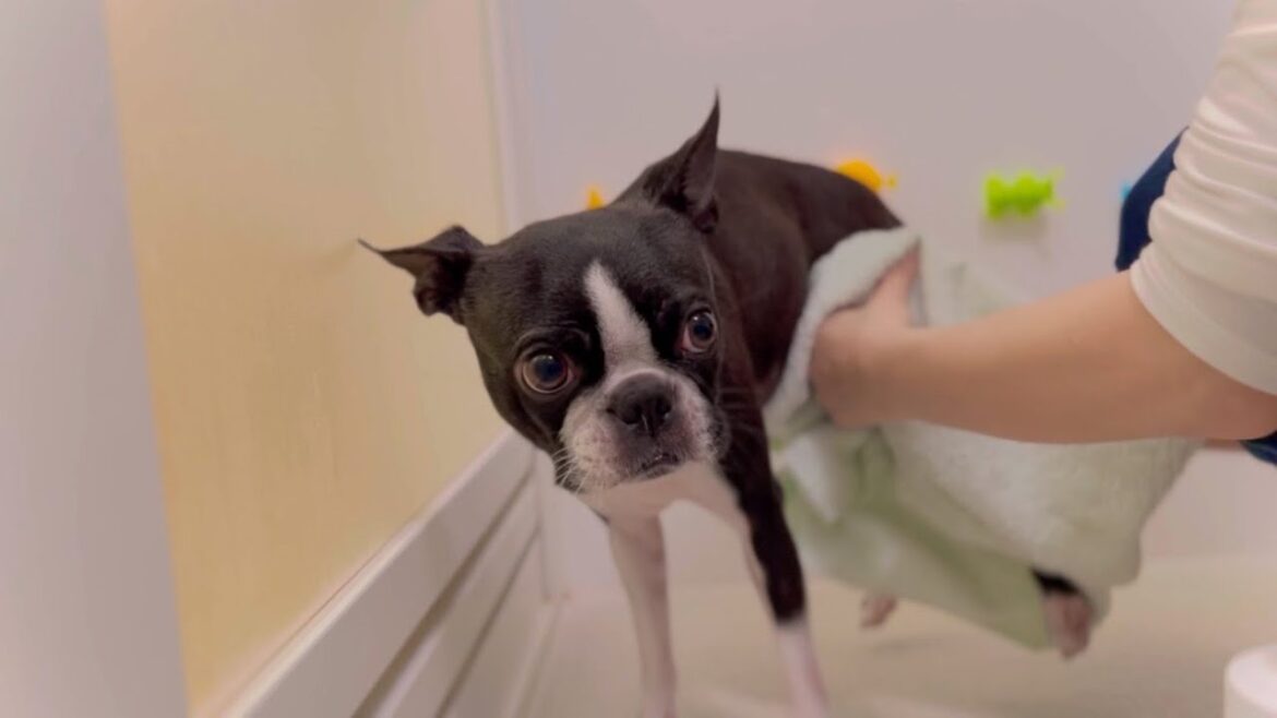月一のお風呂の後はフォトコン撮影に付き合わされる犬【ボストンテリア】 月一のお風呂の後はフォトコン撮影に付き合わされる犬【ボストンテリア】
