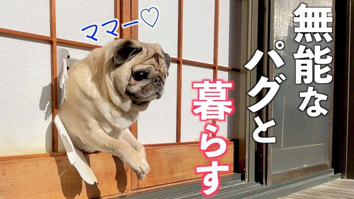 お手伝いは無能でも幸せと笑いを生むのは超有能な保護パグとの１日｜片時もママから離れようとしない甘えん坊犬｜PUG VLOG