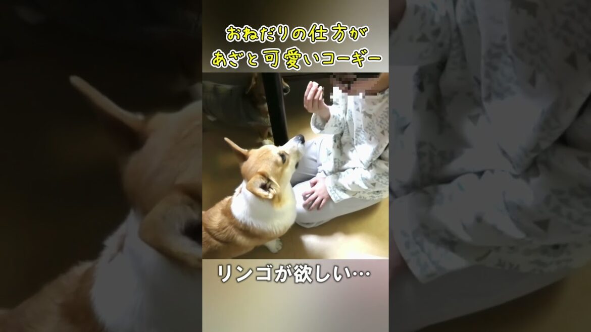 こんな風にねだられたらあげざるを得ない【コーギー】