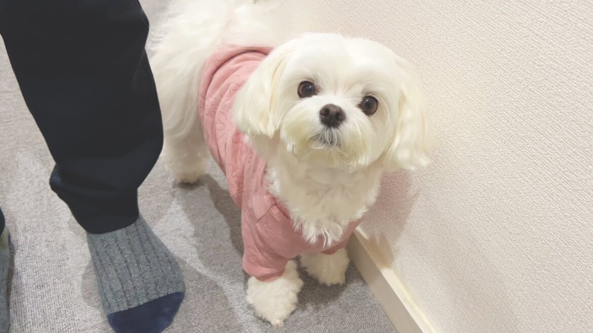 愛犬にお留守番をお願いしたら寂しすぎてブチギレてしまいました【マルチーズ】