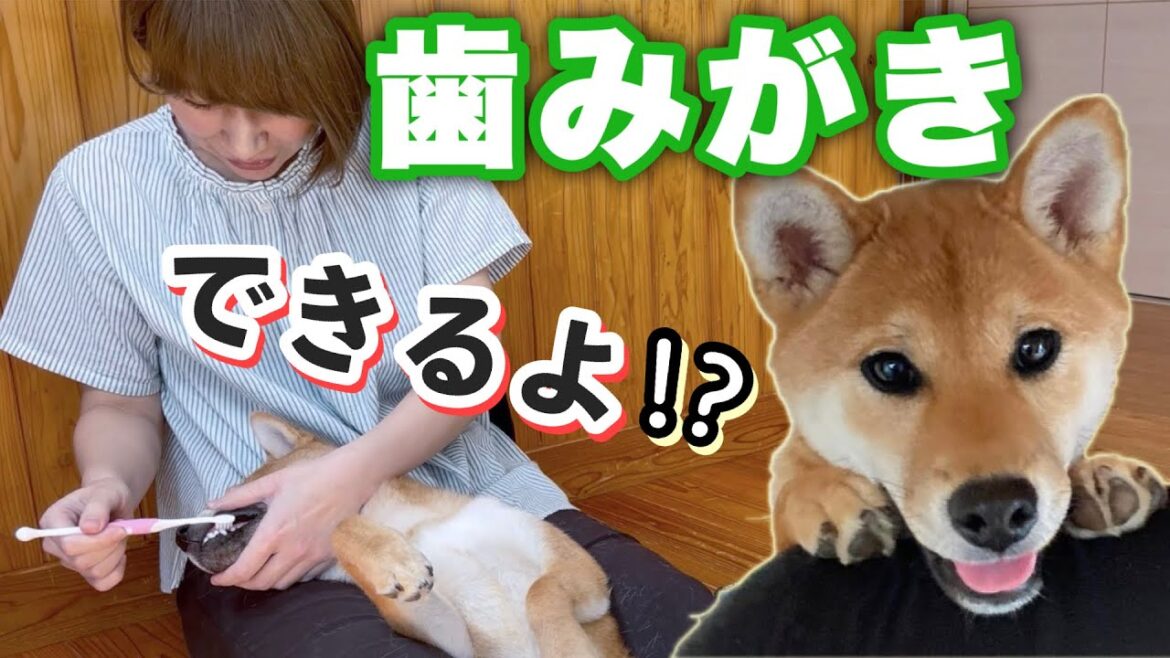 【神回♪】６ヶ月の柴犬に『歯磨きがおりこうになる魔法』をかけてみた