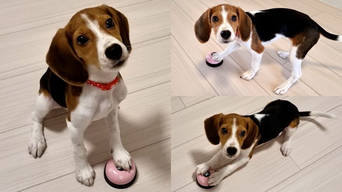 【ビーグル】愛犬にベルを渡したら要求しまくりで後悔しました