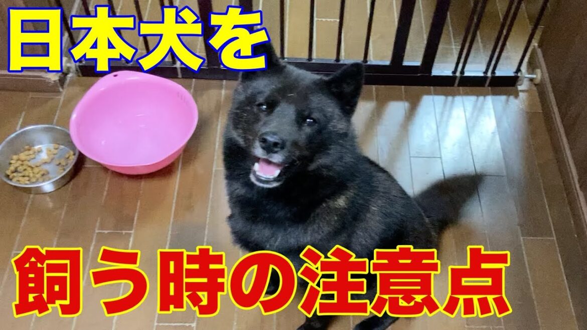 日本犬を飼う前に見て欲しい動画