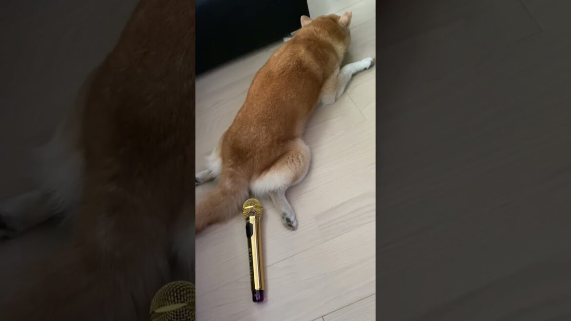 自分のおならにめちゃくちゃ驚く柴犬 #shorts