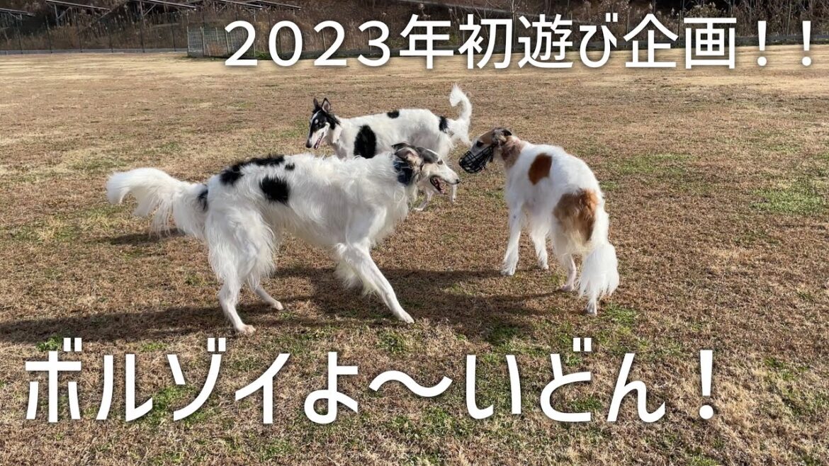 【ボルゾイよ〜いどん！】２０２３年初遊び！ボルゾイ１５頭と彼らの大切な家族が集まりました！