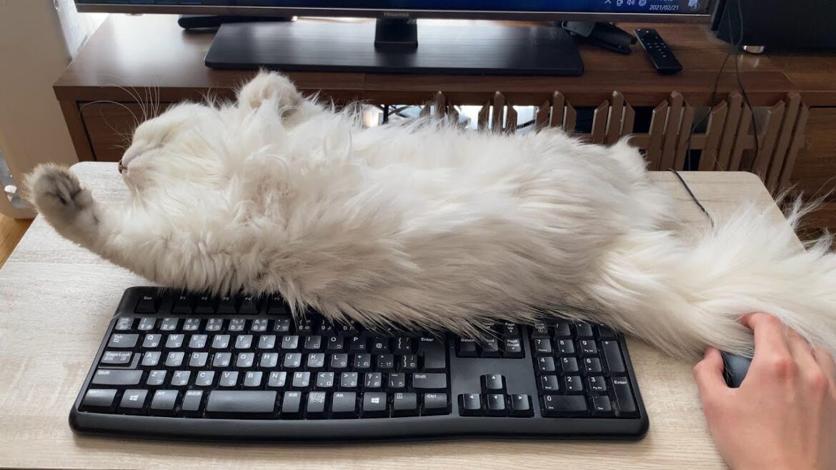 ほんとにね、邪魔すぎるよね、ペルシャ猫 ほんとにね、邪魔すぎるよね、ペルシャ猫