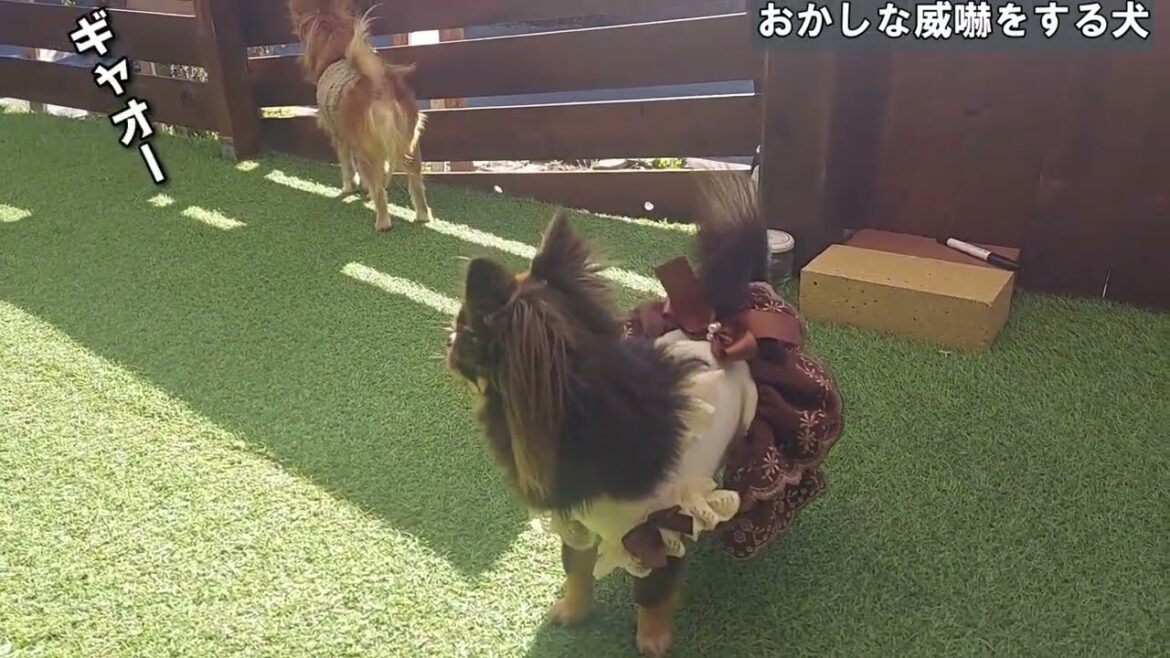 外敵から飼い主を守ろうと威嚇するチワワのこの動きを誰か説明してｗ