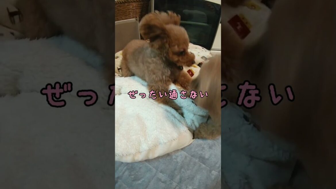 多頭飼いあるある！？全部が遊びになる犬【トイプードル】