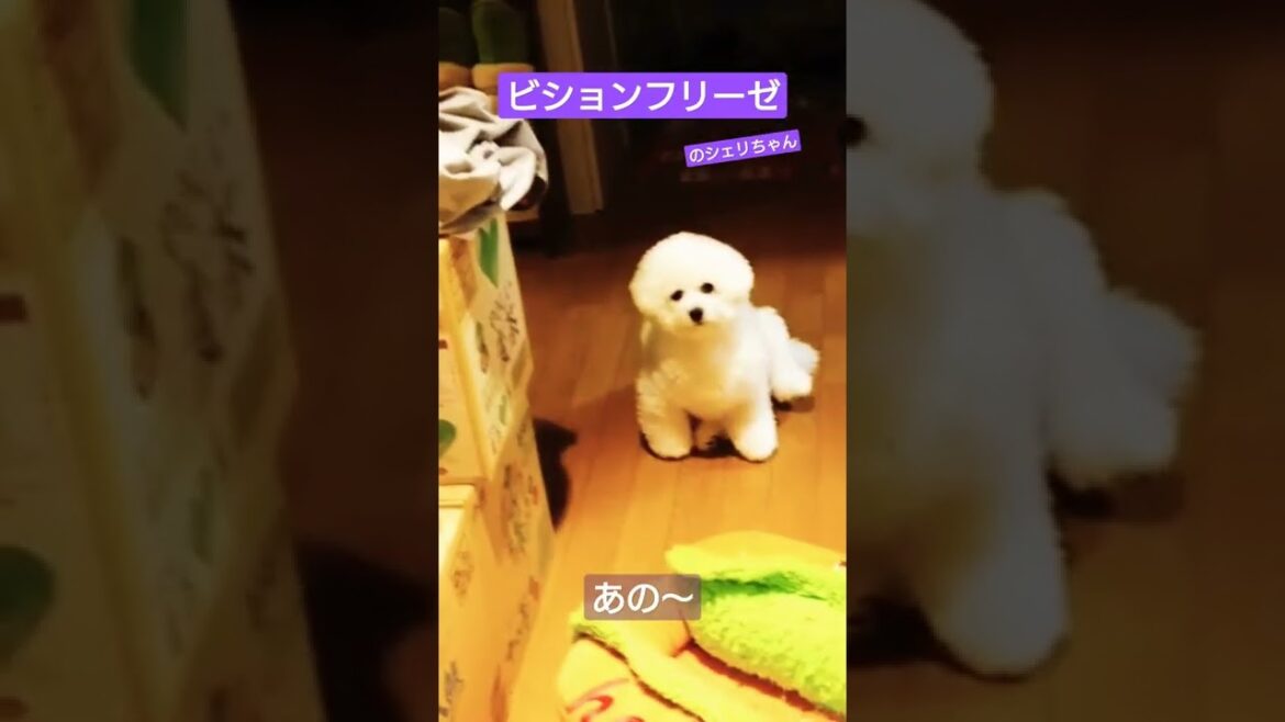 おとぼけビションフリーゼ