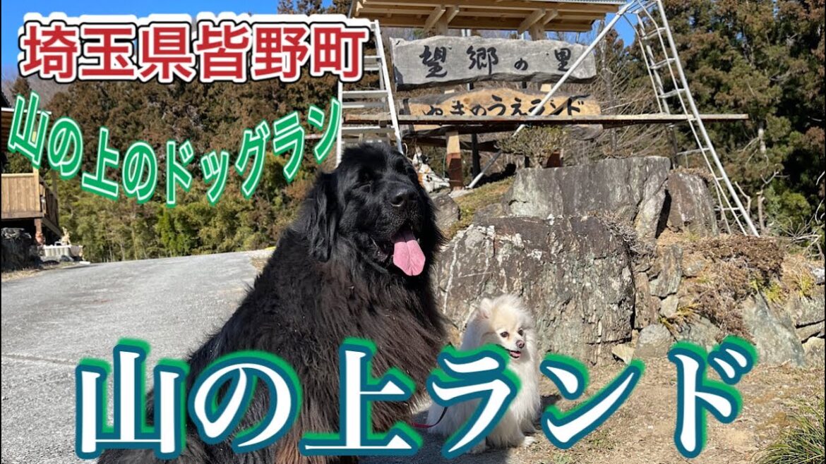 #Shorts Ver【皆野町】山の上ランド　ドッグラン　ニューファンドランド　ポメラニアン　Riku&Pou リクポー