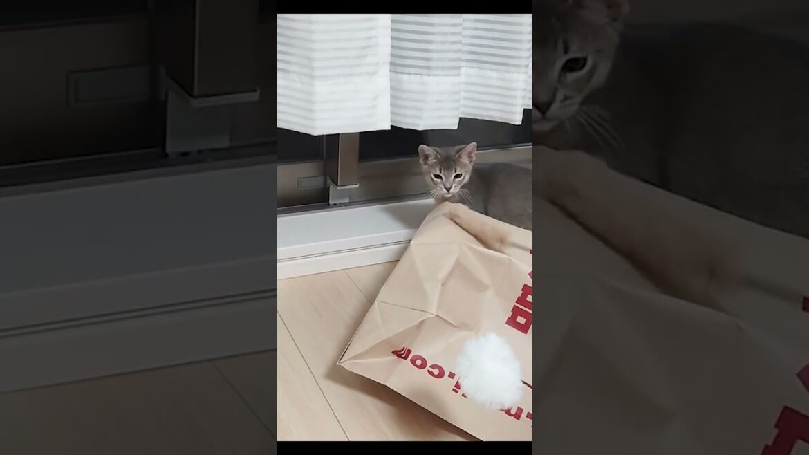 初めてのねこじゃらしに思わず二足歩行する猫【アビシニアン】#ショート