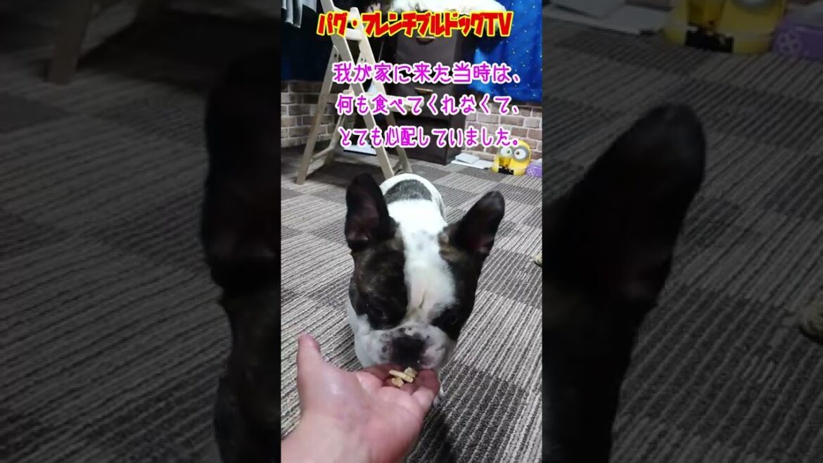 いるだけで、ほのぼの　フレンチブルドッグ　「ぶーちゃん日記」