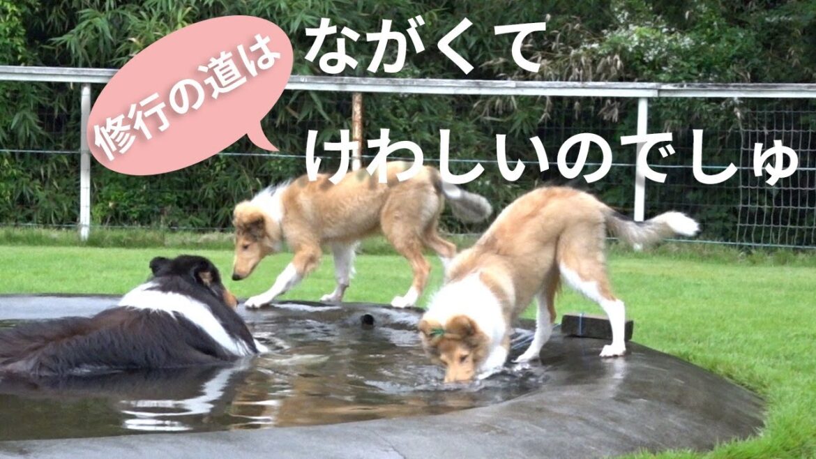 【ラフコリー】修行の道はながくてけわしいのでしゅ
