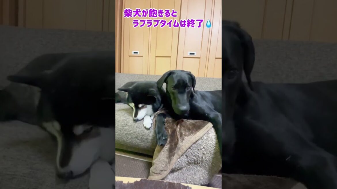 朝からイチャイチャする柴犬とラブラドール