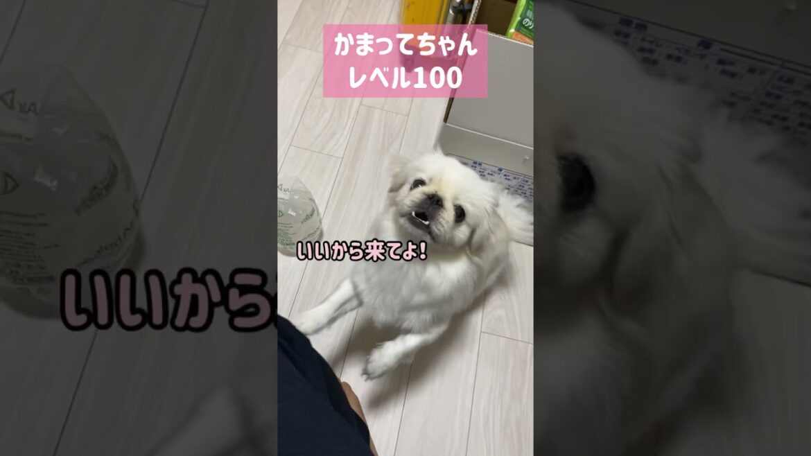 ラストに謎の笑顔【テンションMAXな時のペキニーズ】Pekingese