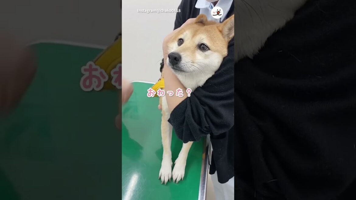 予防接種の注射が不安な柴犬さん｜PECO