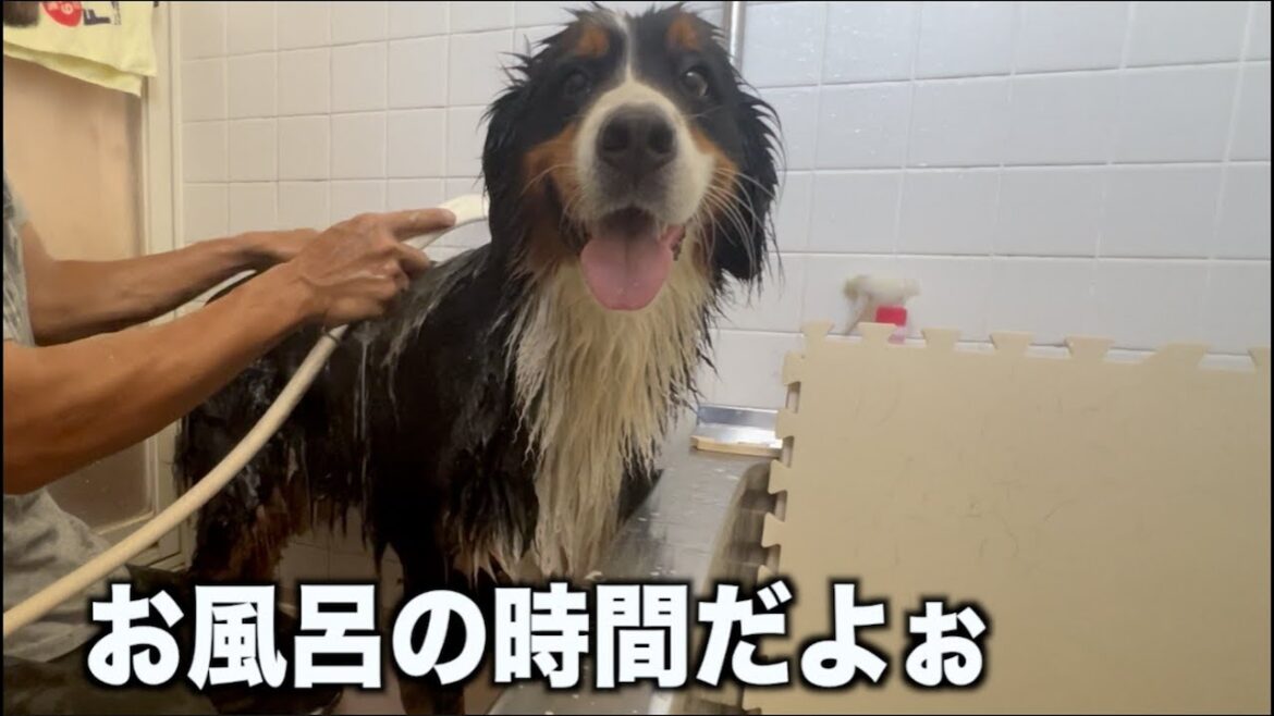 お風呂にお掃除と洗い物の1日