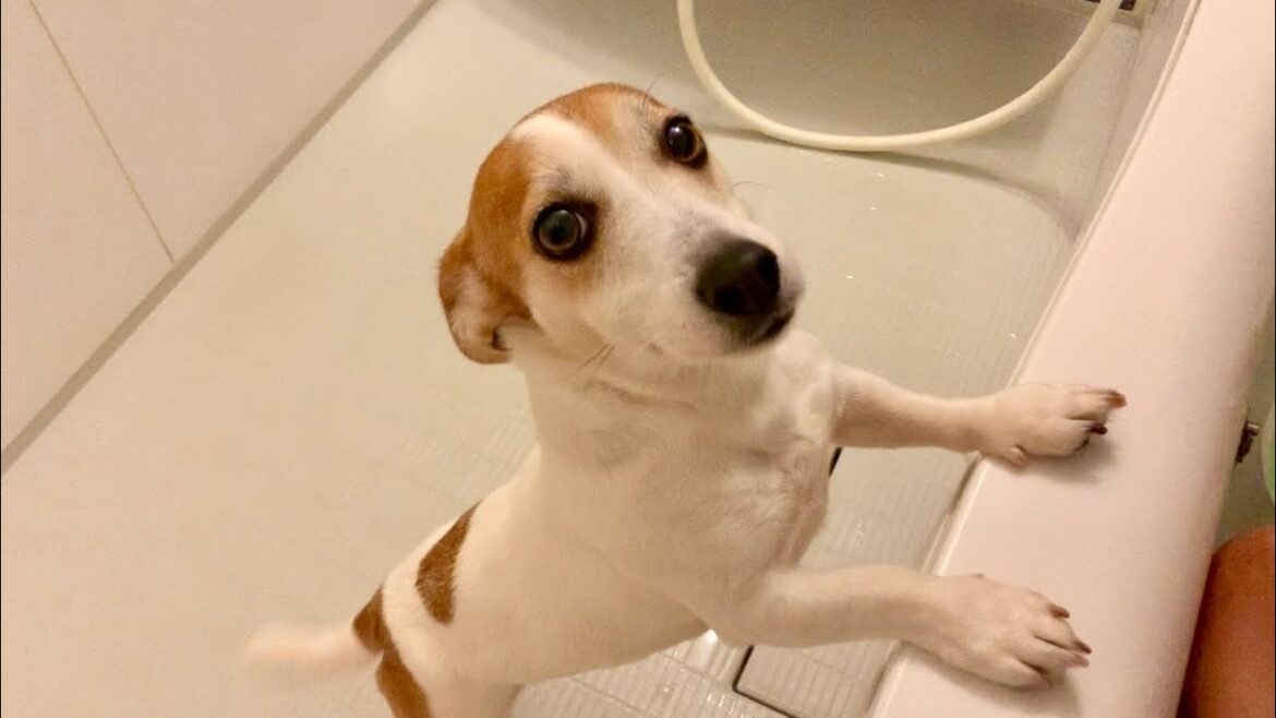 お風呂が苦手な犬はこうやって入れてます　Mira Jack Russell Terrier