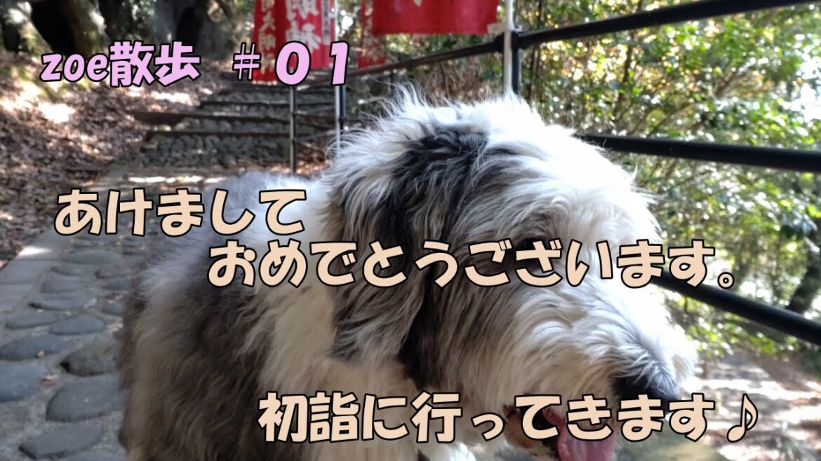 ゾーイ（オールドイングリッシュシープドッグ）のお散歩動画です ♪