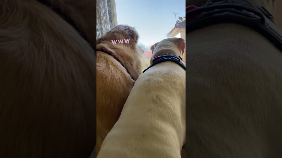 ふたりで内緒話し🤫🎶ゴールデンレトリバー　ボクサー犬