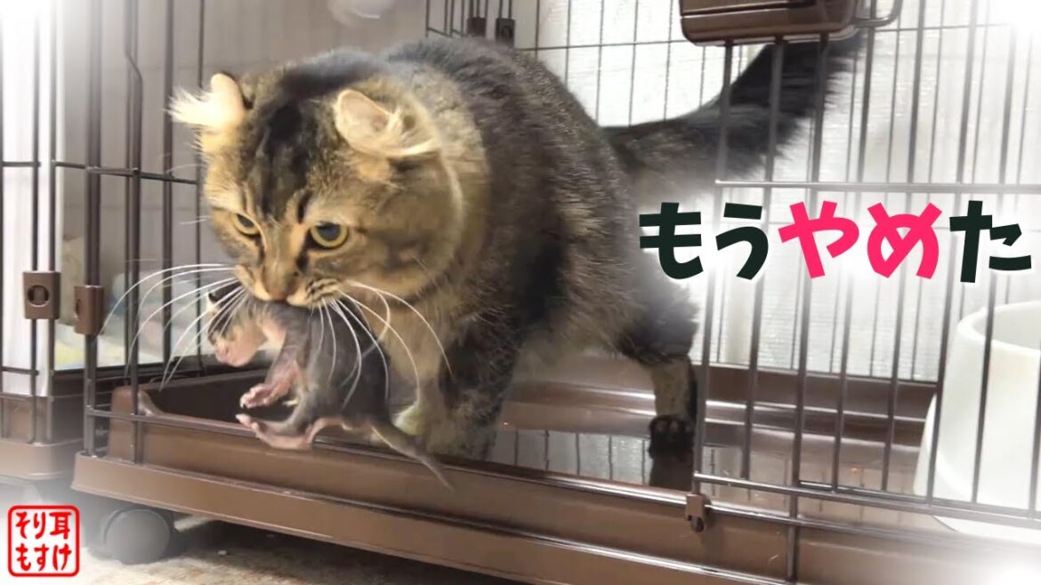 育児放棄?母猫が引っ越しを決めた驚きの理由が泣けた… 育児放棄?母猫が引っ越しを決めた驚きの理由が泣けた…