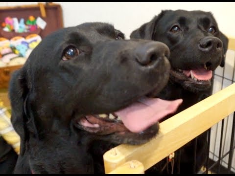 もしも忠犬ハチ公がラブラドール・レトリバーだったら… もしも忠犬ハチ公がラブラドール・レトリバーだったら...