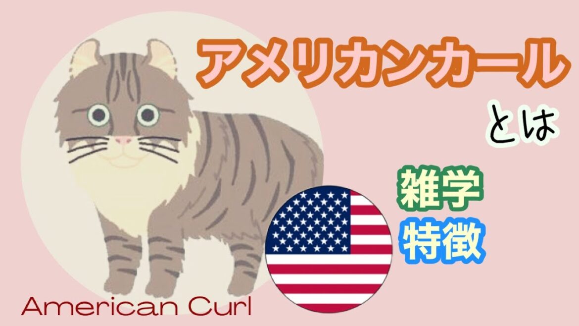 【猫】アメリカンカールとは【雑学・特徴】American Curl
