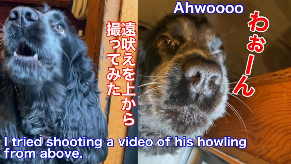 【ショート動画】遠吠えを上から撮られるイングリッシュコッカースパニエル【ちよ君】癒し  #Shorts