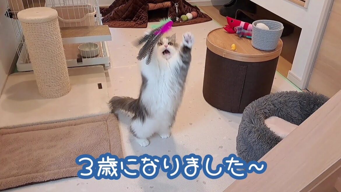 【祝３歳】もふもふ猫「もぐ」の誕生日をお祝いしました！【短足マンチカン】