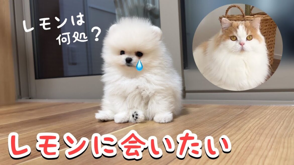 子犬の大好きな猫がいない...やっと会えた時の結末がちょっと悲しいことになりましたw