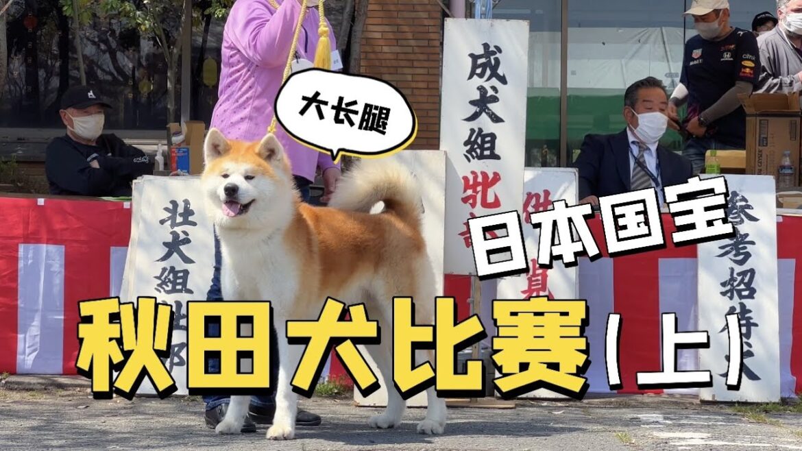 潛入日本秋田犬比賽現場！（上）