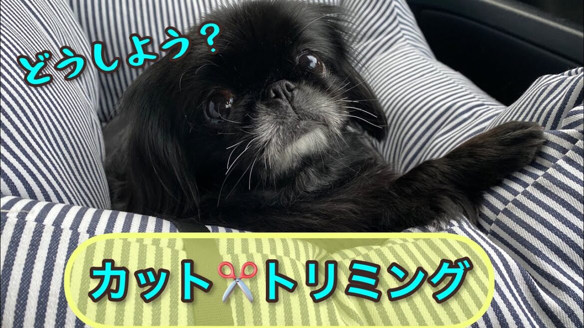 【失敗】ペキニーズ犬のカットは難しい？自宅セルフトリミングPart2