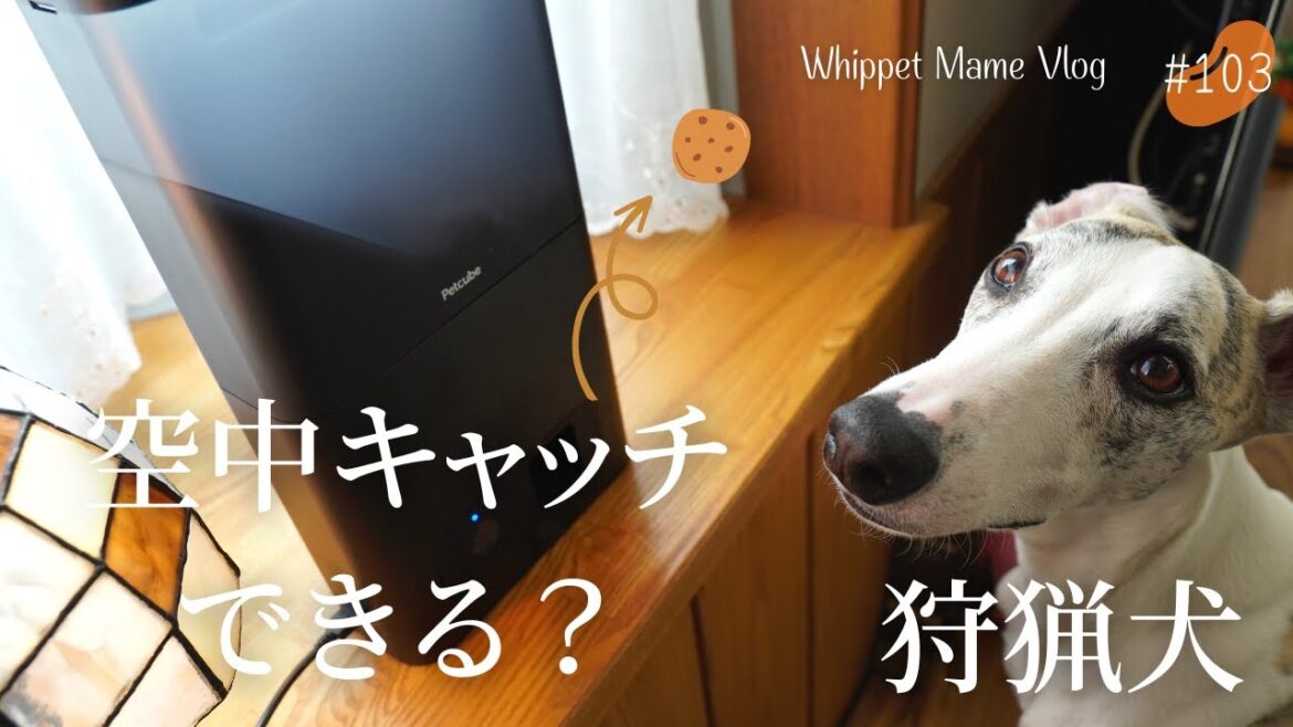 狩猟犬におやつが飛び出すカメラを買ってみたら最高だった　＃103