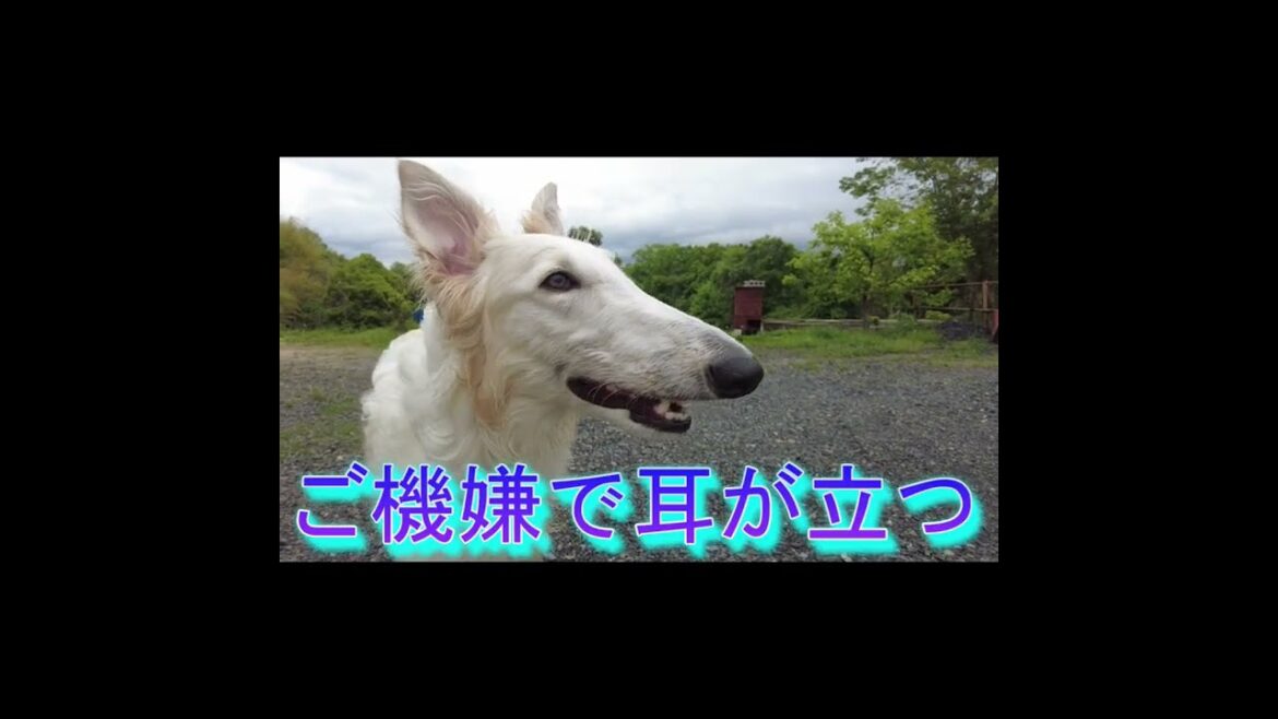 ボルゾイ ご機嫌で耳が立つ♪ #Shorts