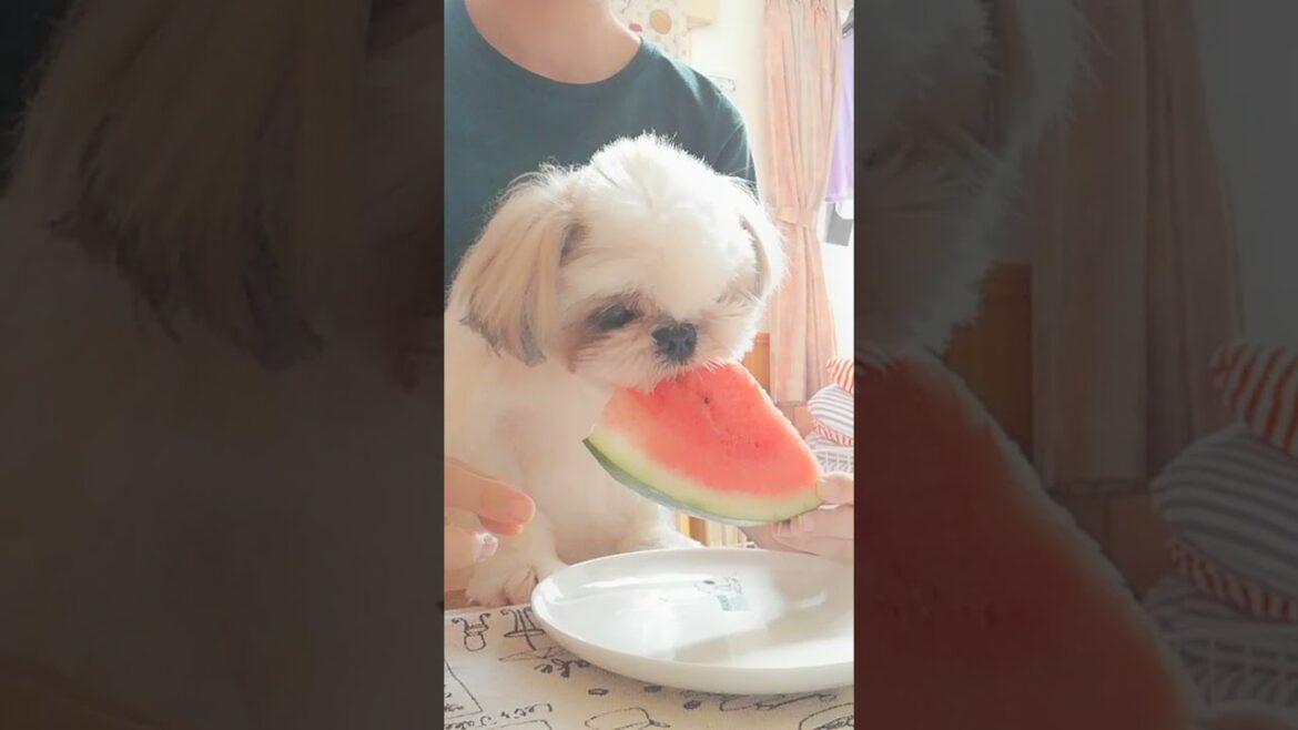 🍉シーズーが上手にスイカ食べられないので不正を働きました🍉
