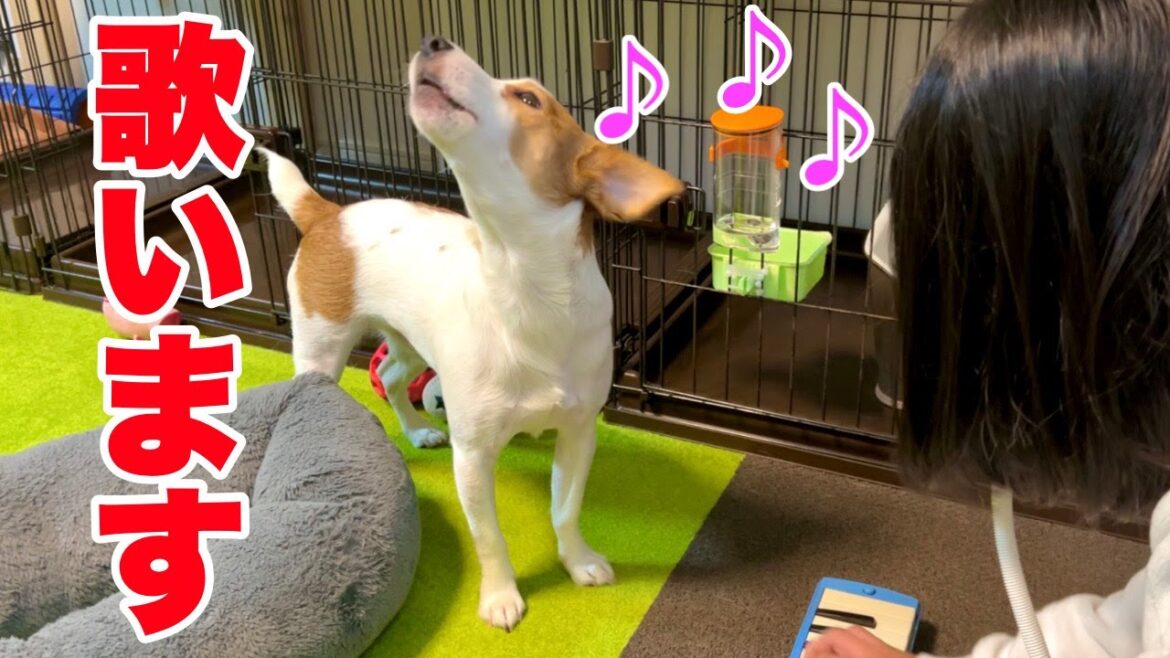 【歌ってみた】ネコ踏んじゃったに合わせて歌う犬［しゃべる犬 ジャックラッセルテリア］