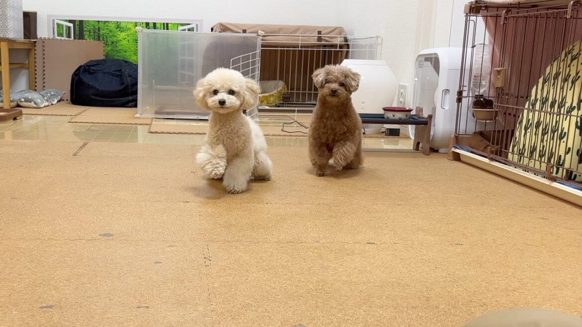 最近妹犬が推し変したようなので家族順位を確かめてみたら… 最近妹犬が推し変したようなので家族順位を確かめてみたら…