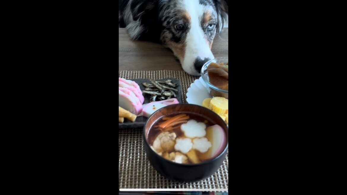おせちが食べたいオーストラリアンシェパード #shorts