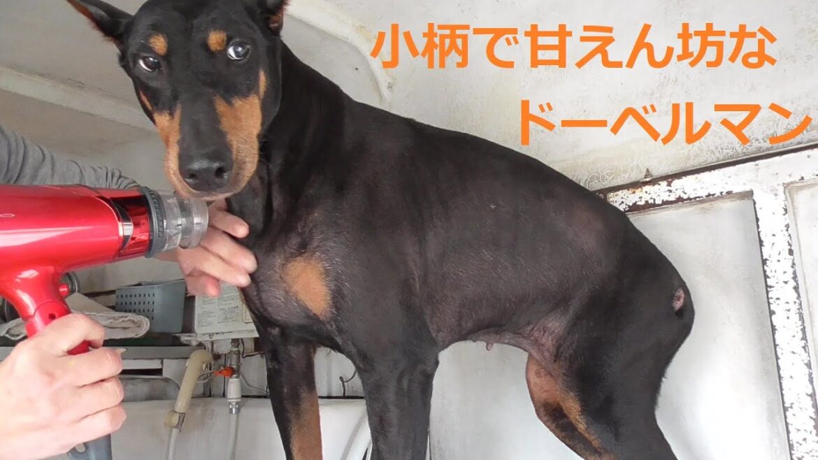 【甘えん坊なドーベルマン】飼い主さん発見！寂しくて鳴いちゃう犬【犬の鳴き声】【Doberman's cute bark】