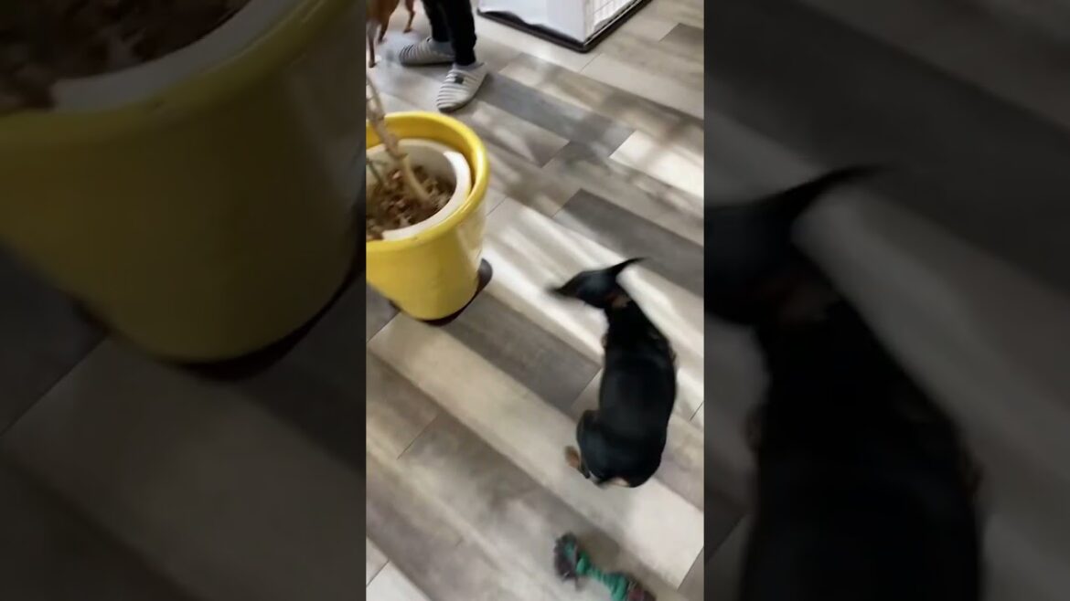 逃げるぅ！#ミニチュアピンシャー  #miniaturepinscher #ミニピン #犬