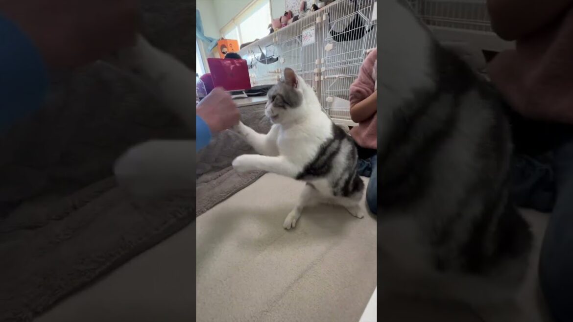 猫パンチしてくるスコティッシュフォールドがかわいいwww #shorts