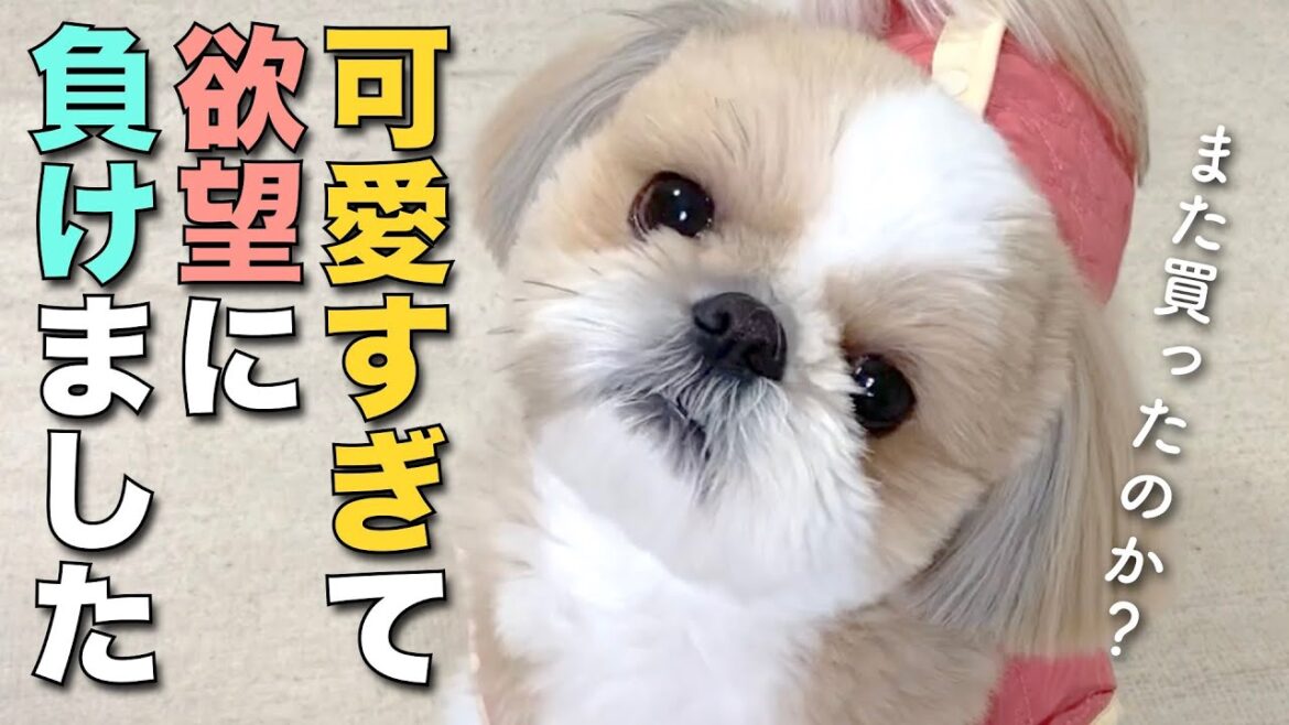 【シーズー】可愛すぎて欲望に負けた…【126】
